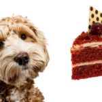 Can Dogs Eat Red Velvet Cake