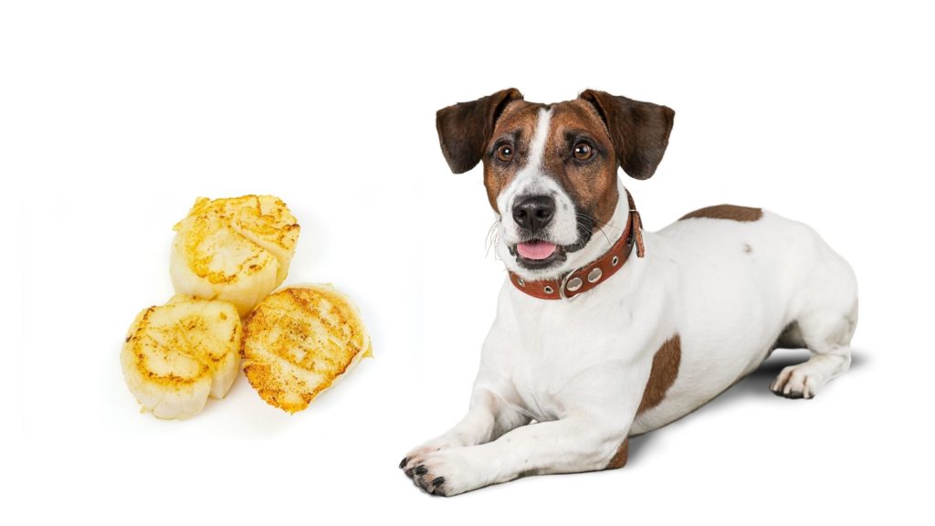 Can Dogs Eat Scallops? Everything You Need to Know