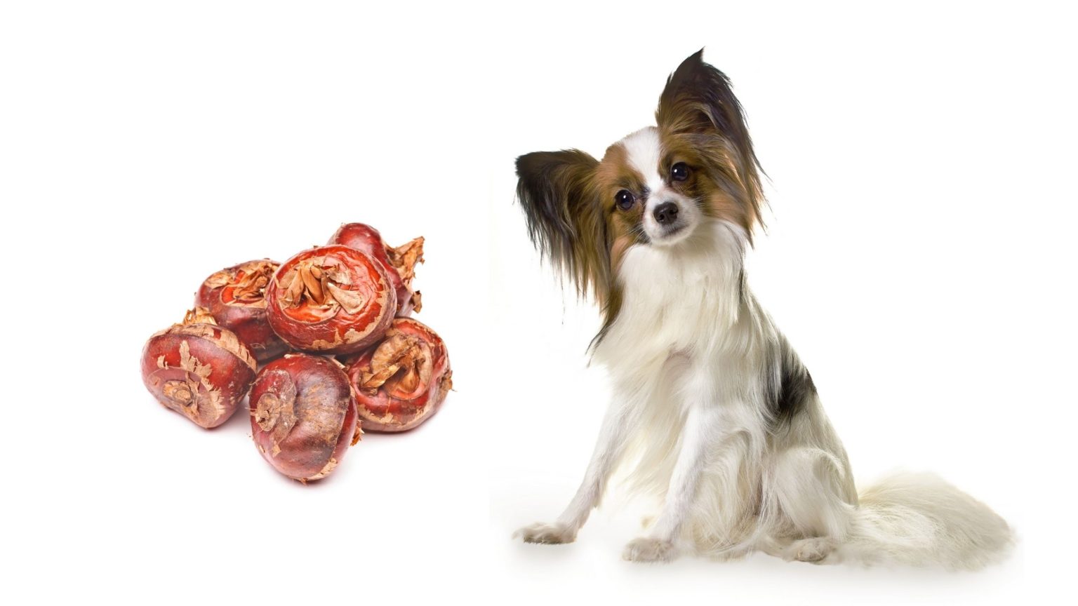 Can Dogs Eat Water Chestnuts? Everything You Need to Know