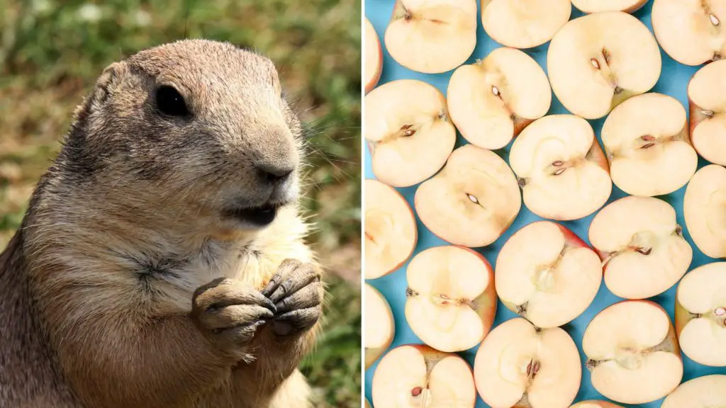 Can Gerbils Eat Apple Cores