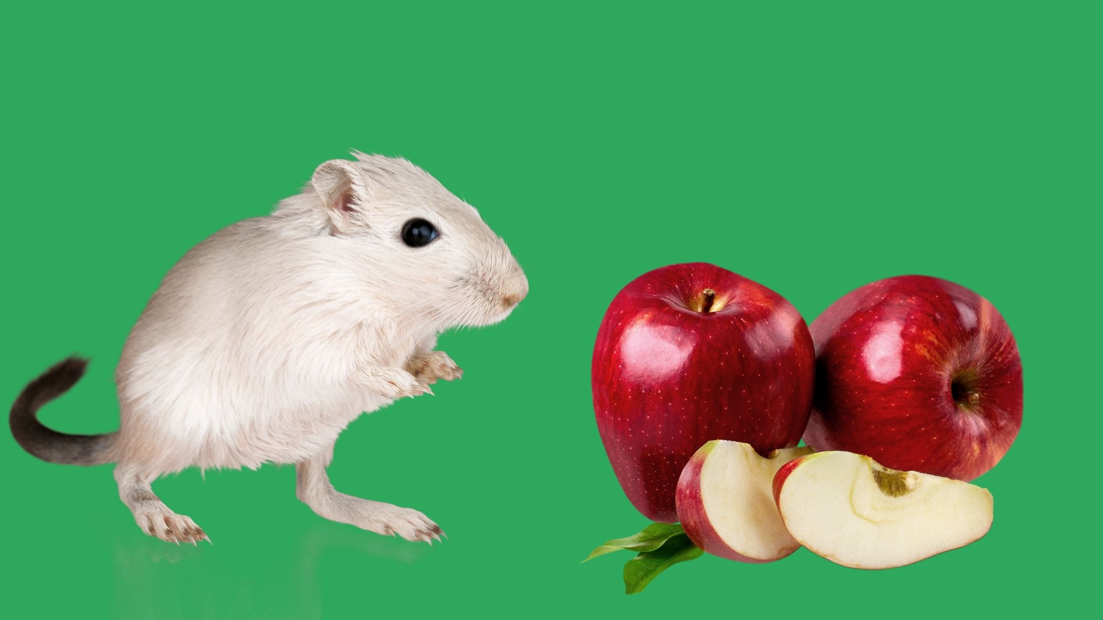 Can Gerbils Eat Apples