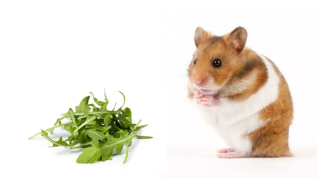 Can Hamsters Eat Arugula