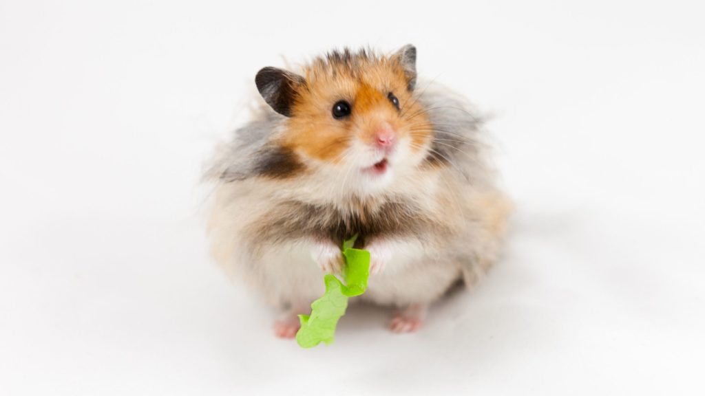 Can Hamsters Eat Arugula? Is It Safe or Not?