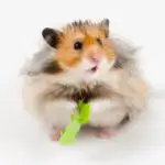 Can Hamsters Eat Arugula