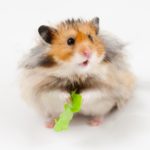 Can Hamsters Eat Arugula