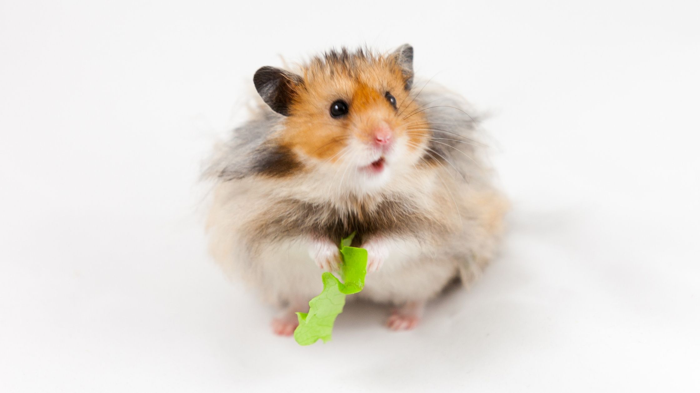 Can Hamsters Eat Arugula