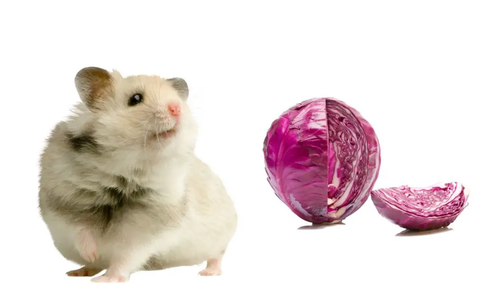 Can Hamsters Eat Purple Cabbage