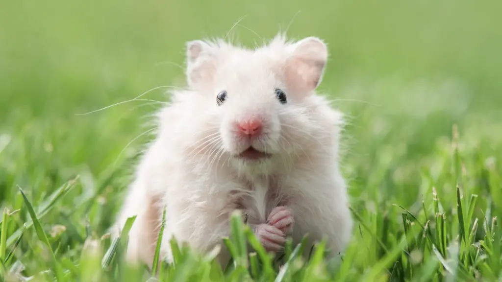 Can Hamsters Eat Raw Arugula