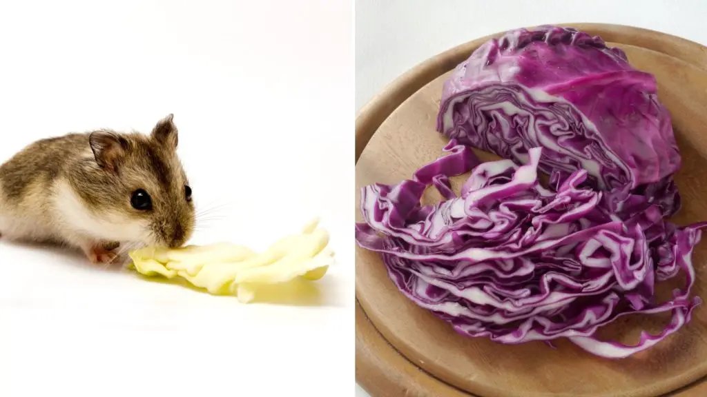 Can Hamsters Eat Raw Red Cabbage