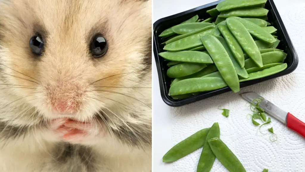 Can Hamsters Eat Raw Snow Peas