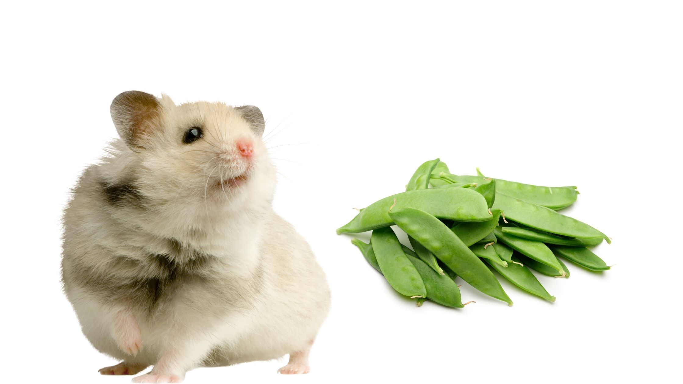 Can Hamsters Eat Snow Peas