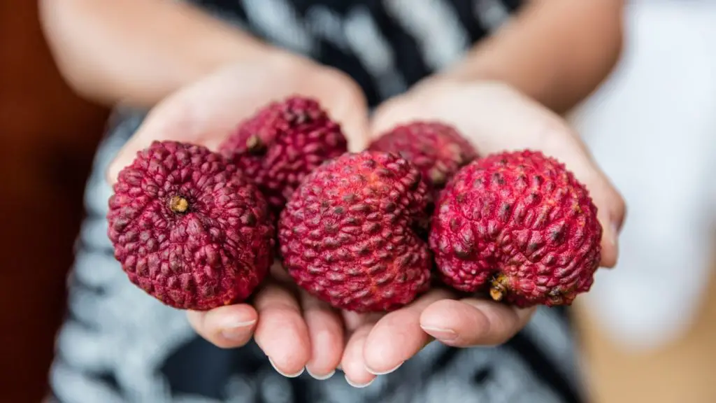 Can Lychee Fruit Kill Dogs