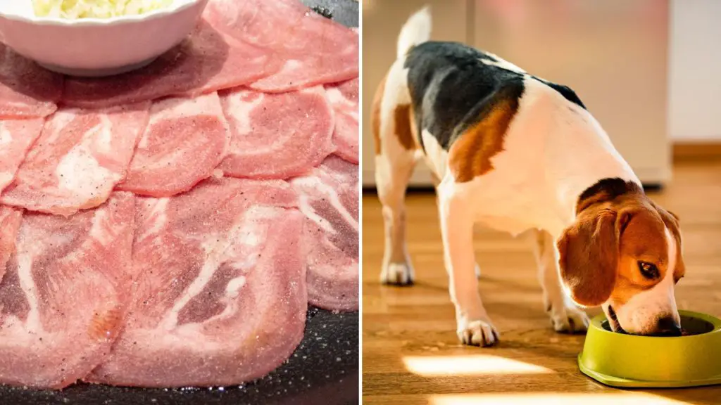 Can Puppies Eat Cow Tongue 7 Can Dogs Eat Cooked Cow Tongue Can Puppies Eat Cow Tongue
