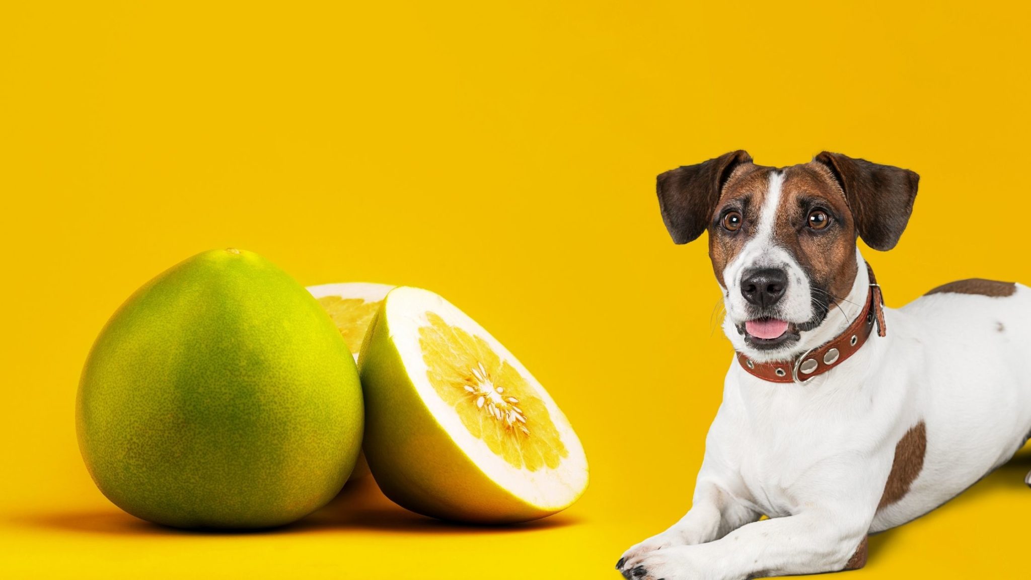 Can Dogs Eat Pomelo Fruit? Is It Safe?
