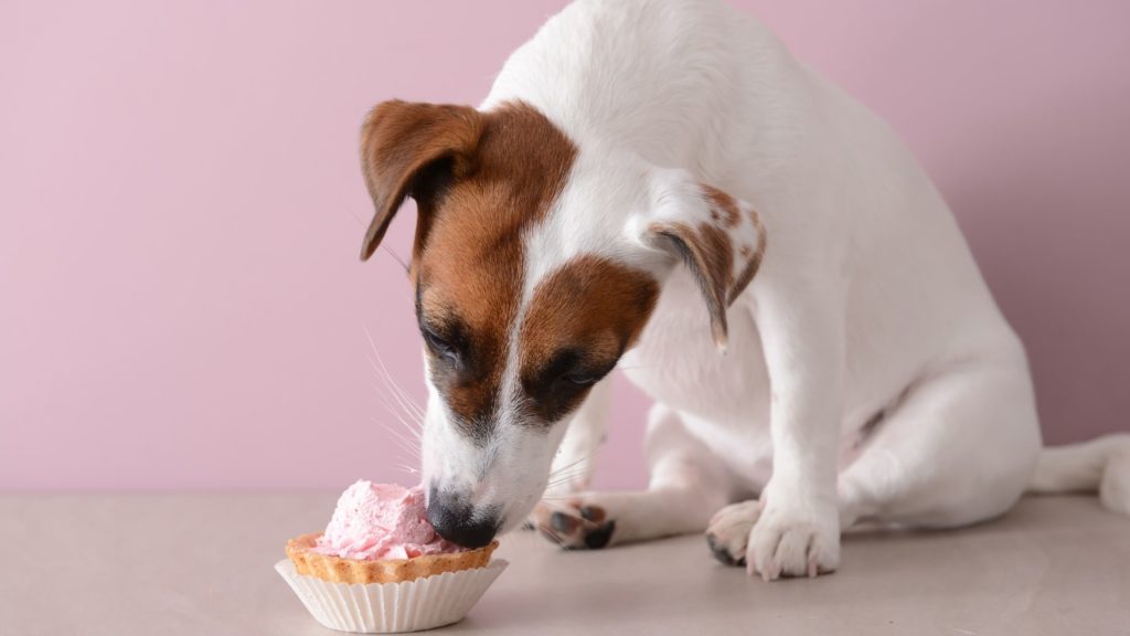 Can Puppies Eat Red Velvet Cake 6 Can Dogs Eat Red Velvet Cake Can Puppies Eat Red Velvet Cake
