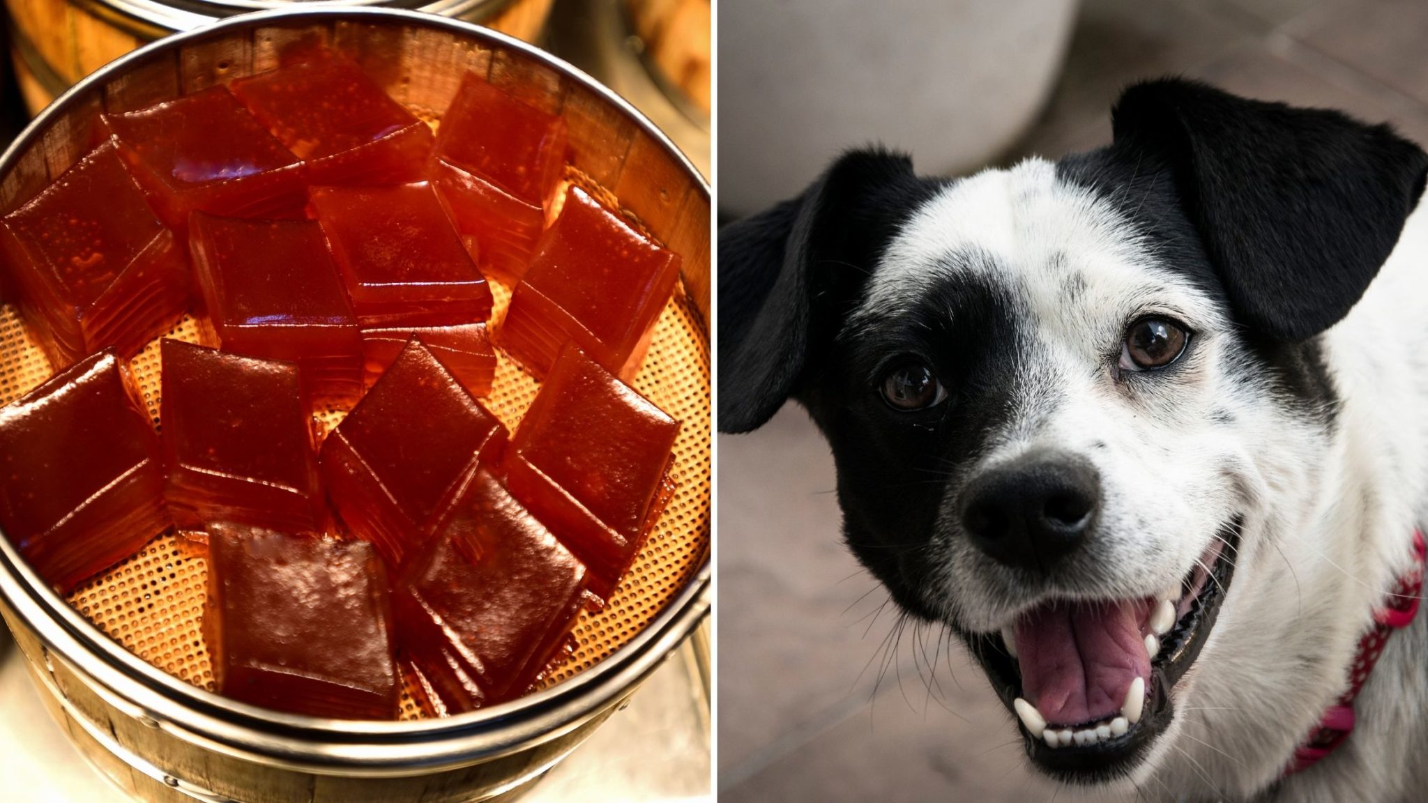 Can Dogs Eat Water Chestnuts? Everything You Need to Know
