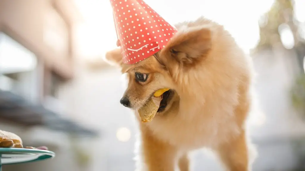 Can a Puppy Eat Red Velvet Cake 8 Can Dogs Eat Red Velvet Cake Can a Puppy Eat Red Velvet Cake