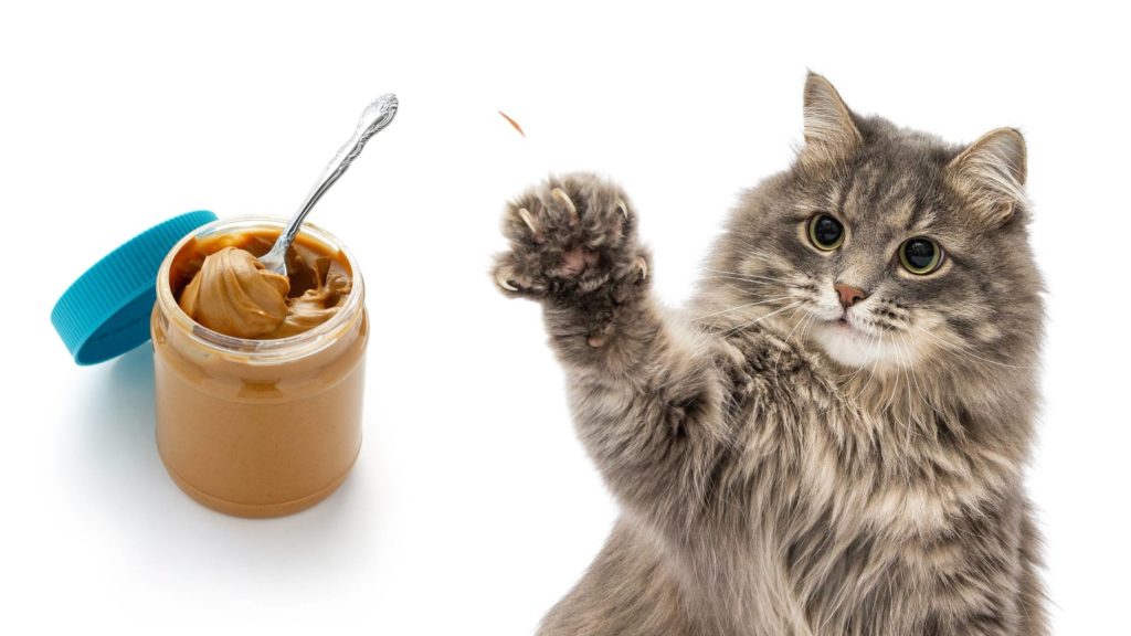 Can cats have a little bit of peanut butter