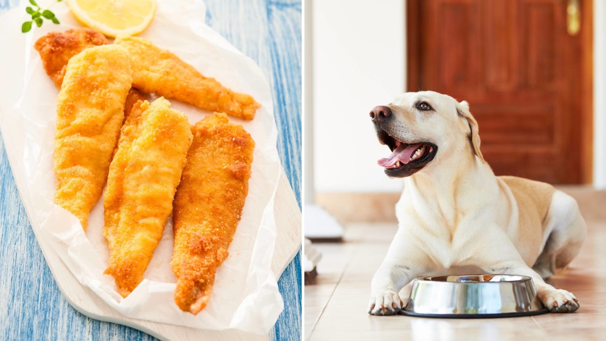 Can Dogs Eat Fish Sticks The Complete Guide