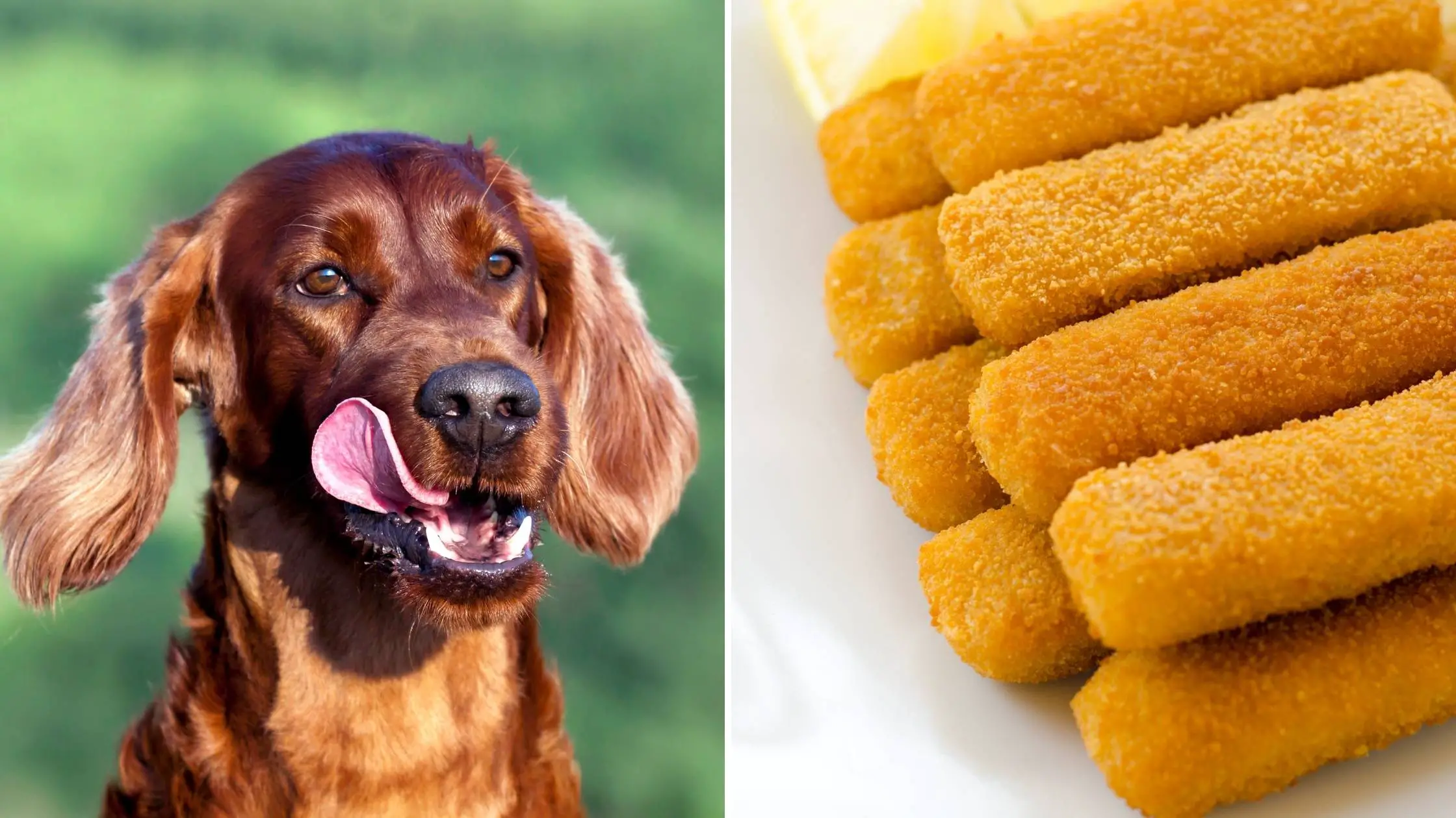 can dogs eat fish sticks