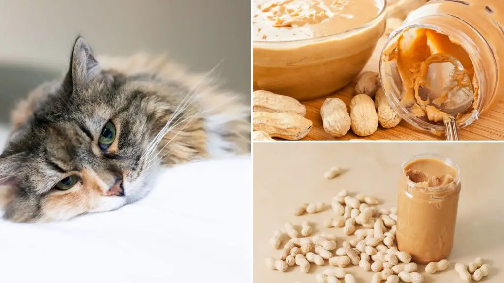 Do cats love peanut butter 5 can cats eat peanut butter Do cats love peanut butter