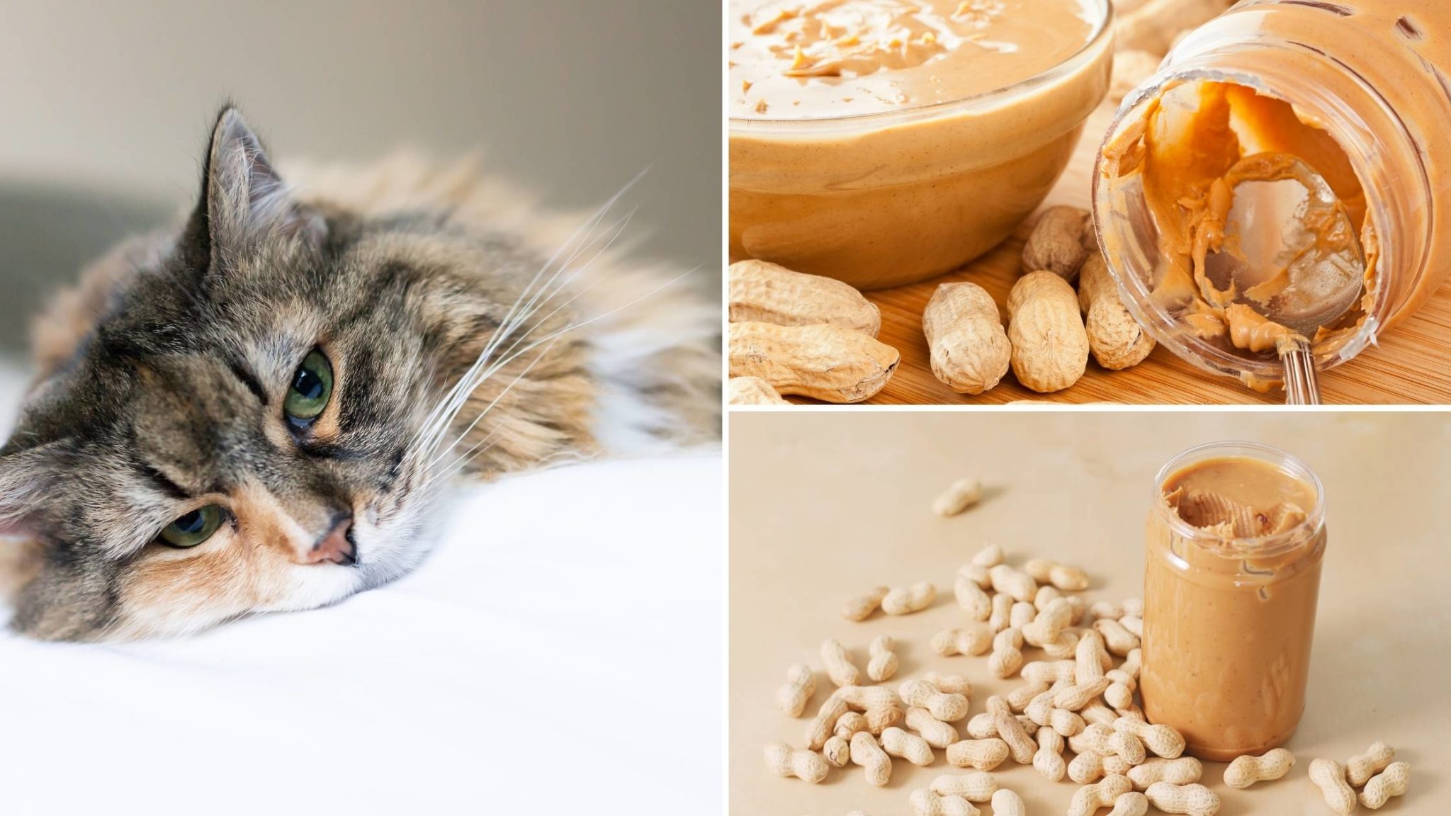 Can Cats Eat Peanut Butter The Full Guide
