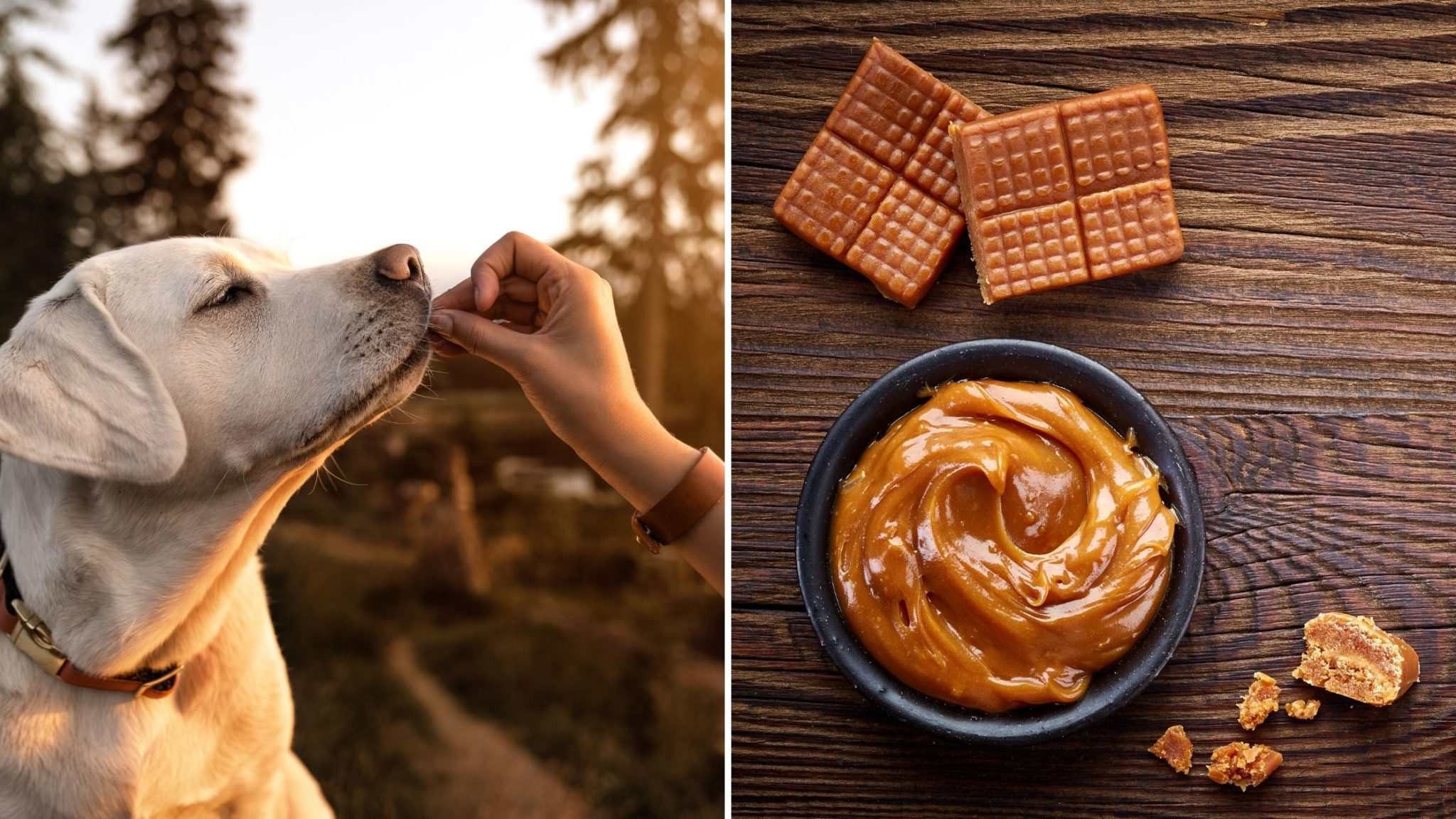 Can Dogs Eat Cajeta? What Does Caramel do to Dogs?