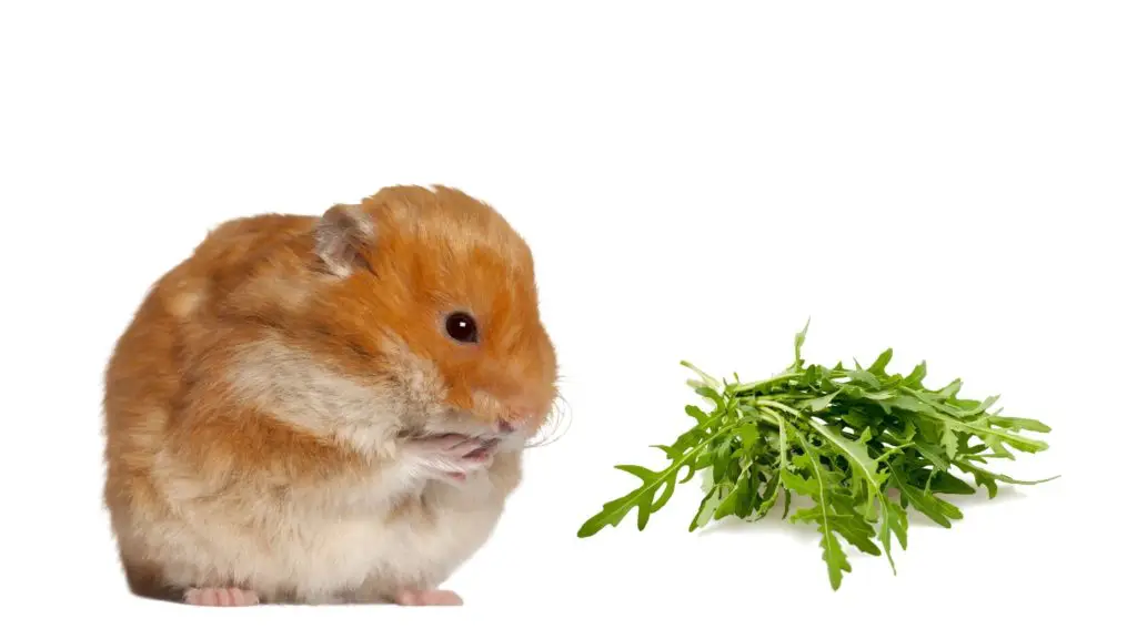 How Do I Prepare Arugula for My Hamster