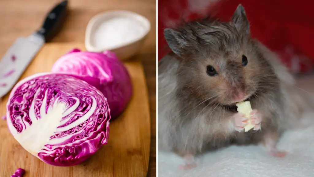 Can Hamsters Eat Purple Cabbage Benefits, Risks, and More