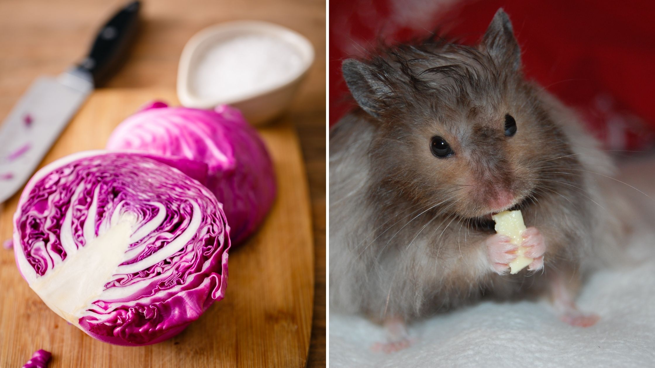 Can Hamsters Eat Purple Cabbage