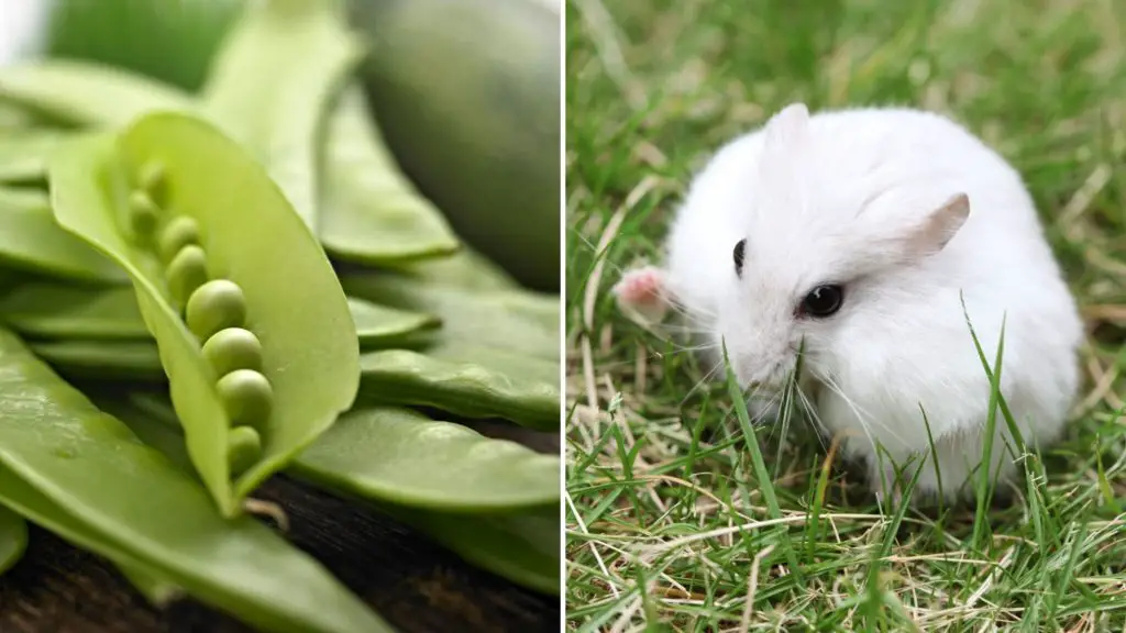 How Do I Prepare Snow Peas for My Hamster