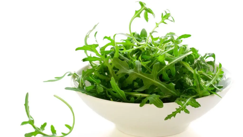 How Much Arugula Can Hamsters Eat 1 4 Can Hamsters Eat Arugula Can Hamsters Eat Arugula
