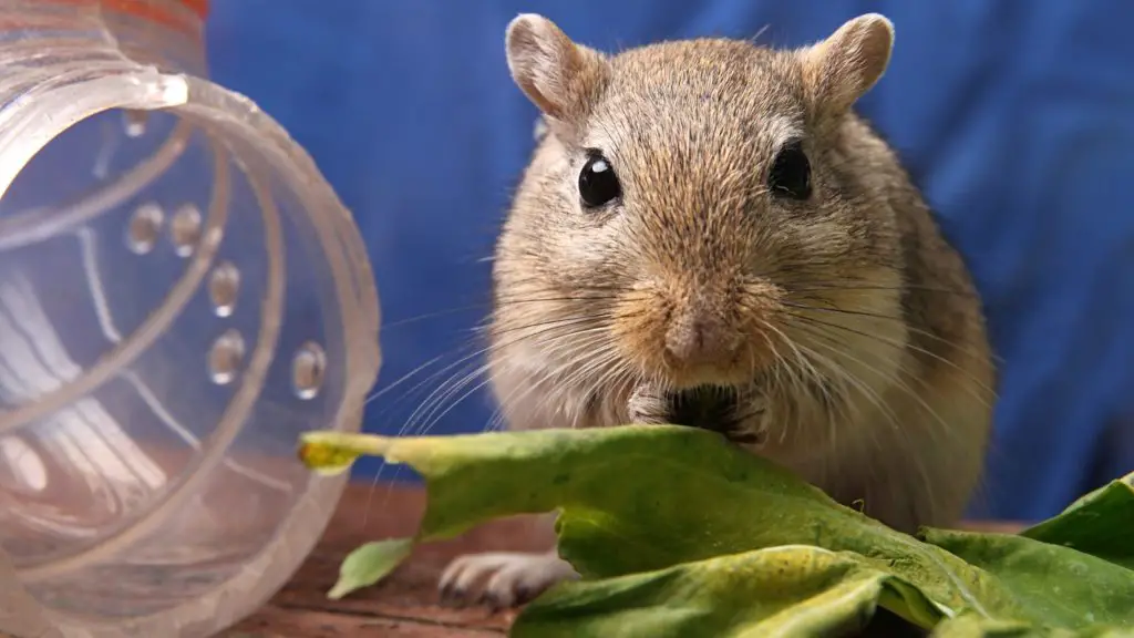 Is Apple Bad for Gerbils