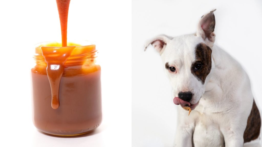 Is Cajeta Safe for Dogs 5 Can Dogs Eat Cajeta Is Cajeta Safe for Dogs