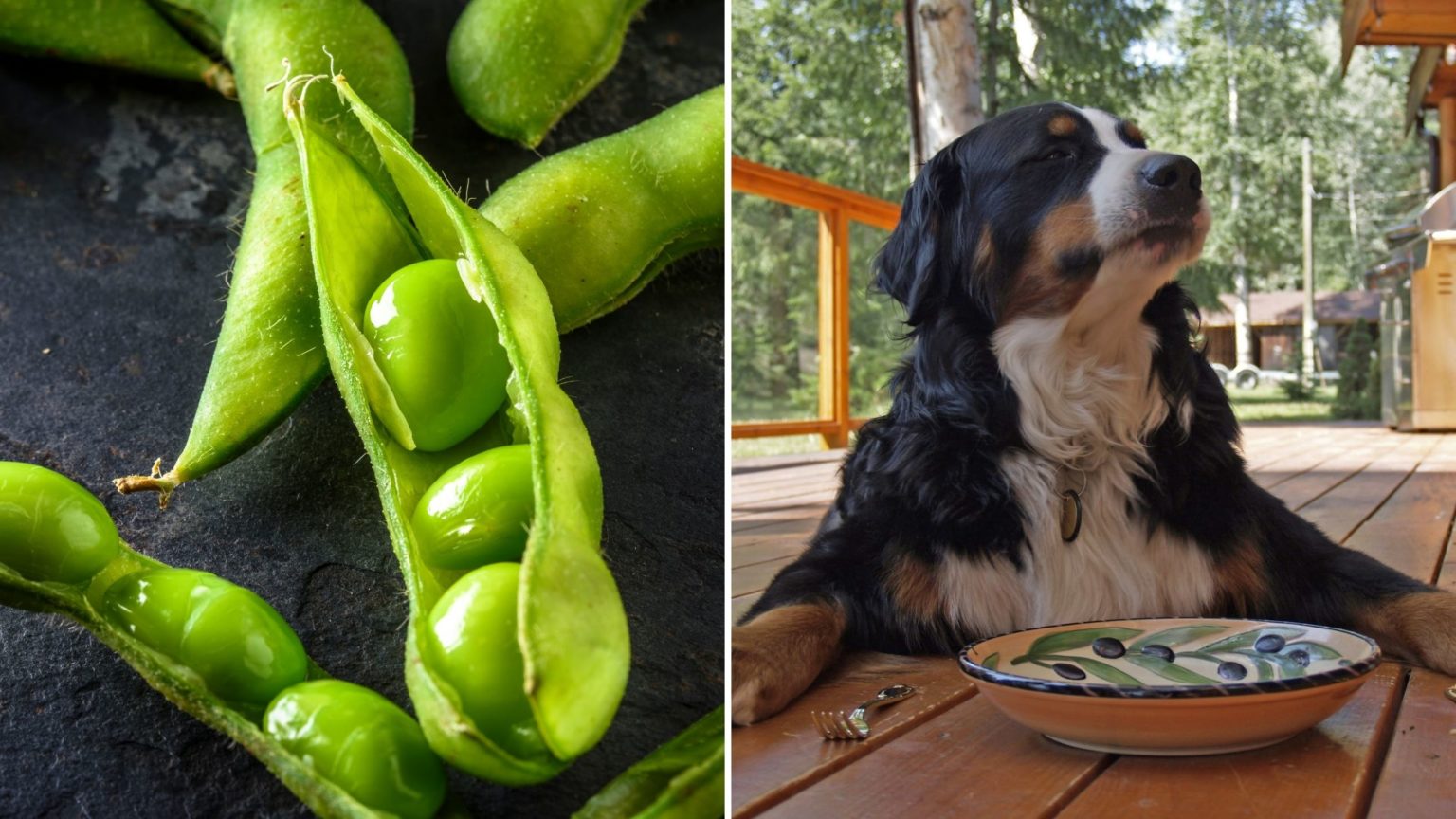 Can Dogs Eat Edamame?