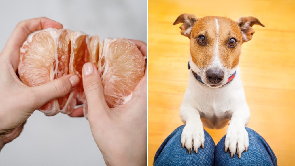 Is It Safe to Feed Pomelo to Dogs