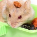 Is Red Cabbage Bad for Hamsters