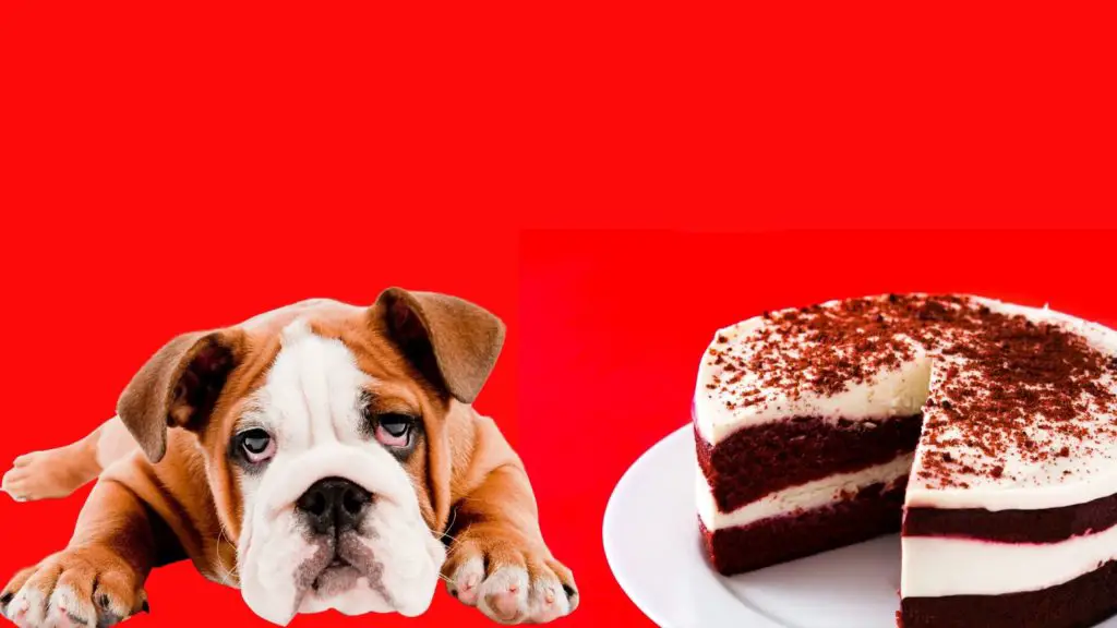 Is Red Velvet Cake Bad for Dogs