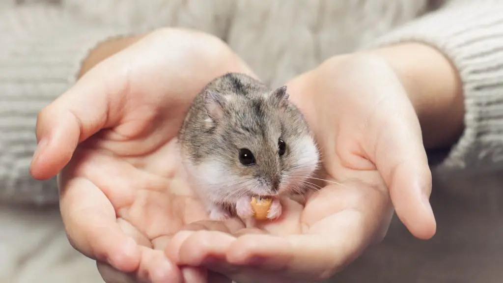 Is Sugar Snap Peas Bad for Hamsters