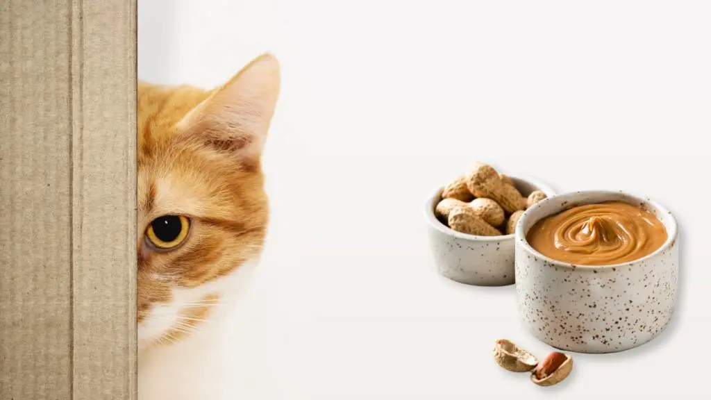 can cats eat peanut butter