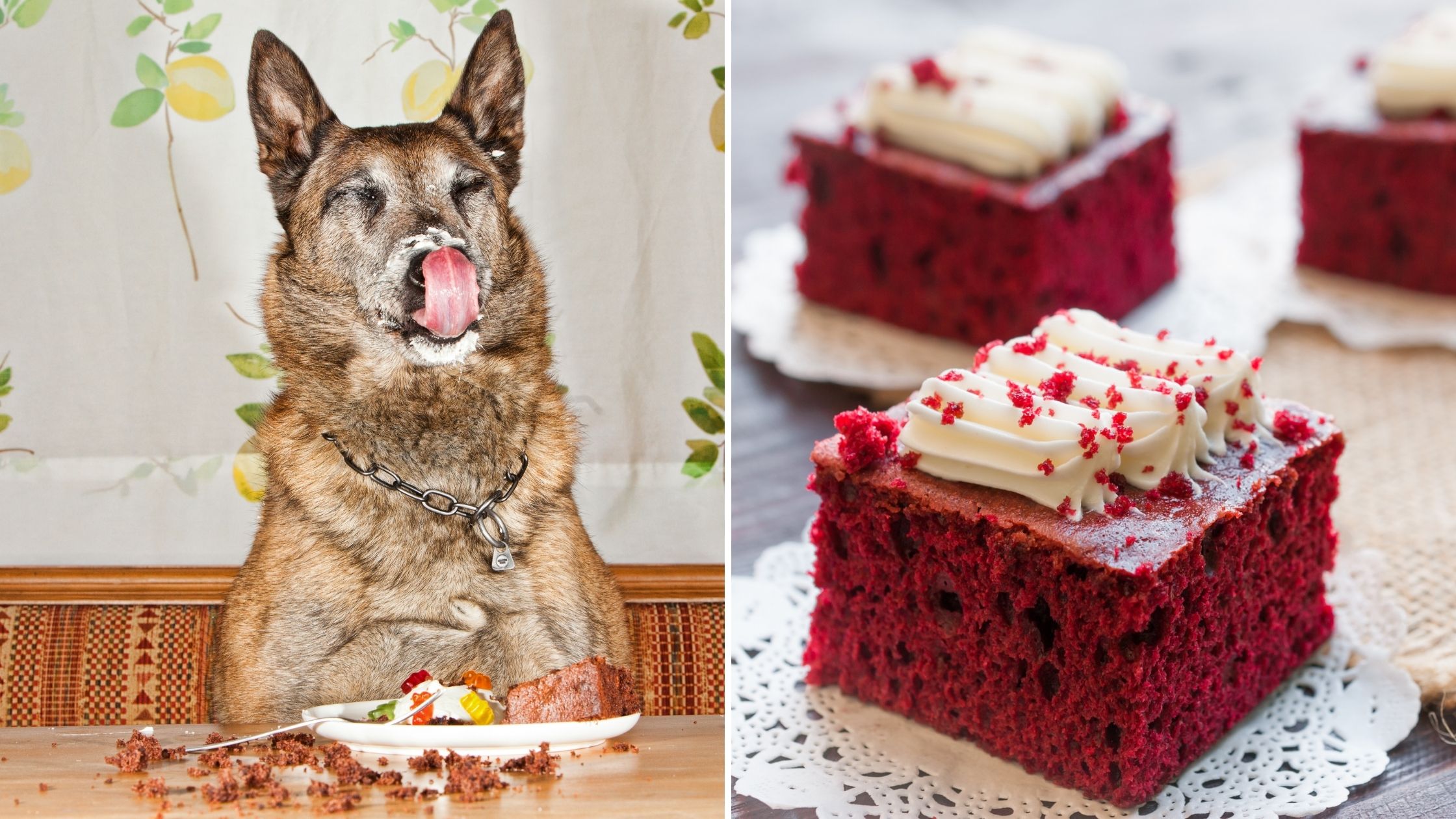 Can Dogs Eat Red Velvet Cake