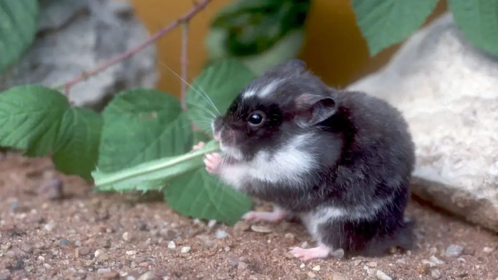 Panda Hamster Care