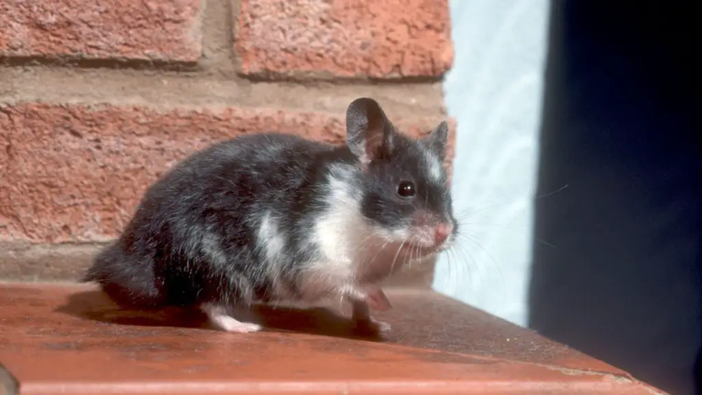Panda Hamster Lifespan 6 Panda Hamster Lifespan