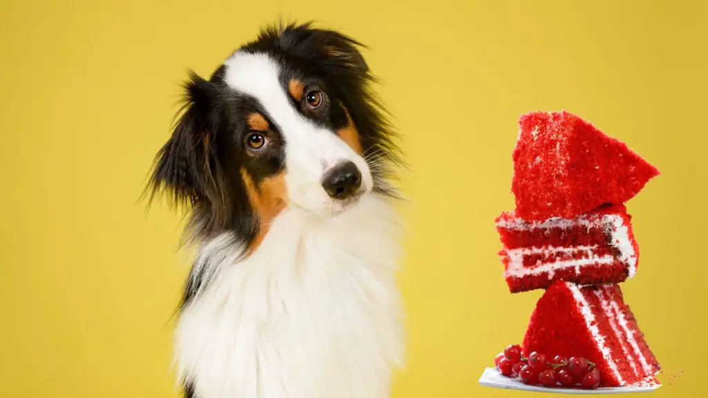 Red velvet cake for dogs