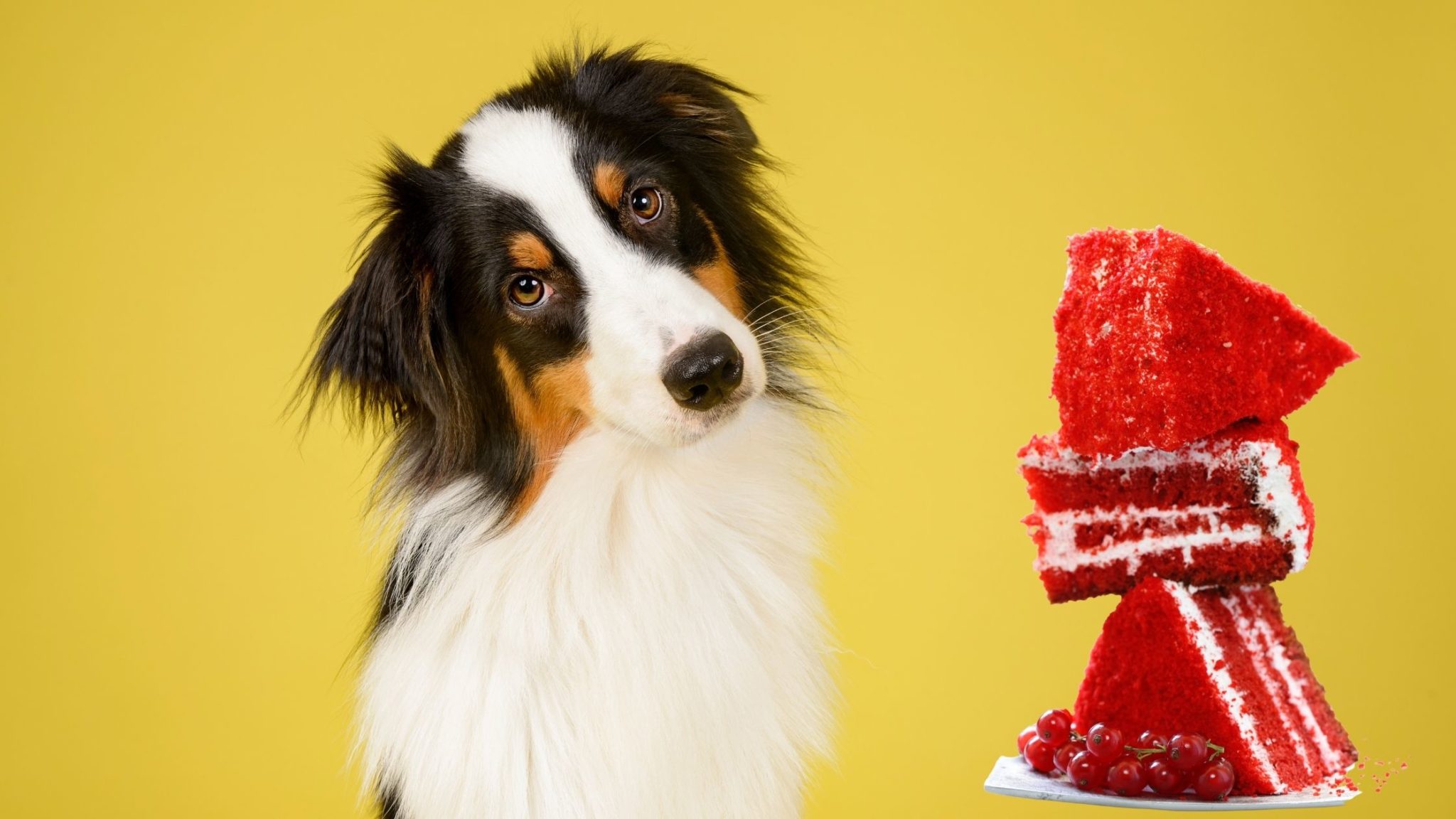 Can Dogs Eat Red Velvet Cake? Everything You Need to Know