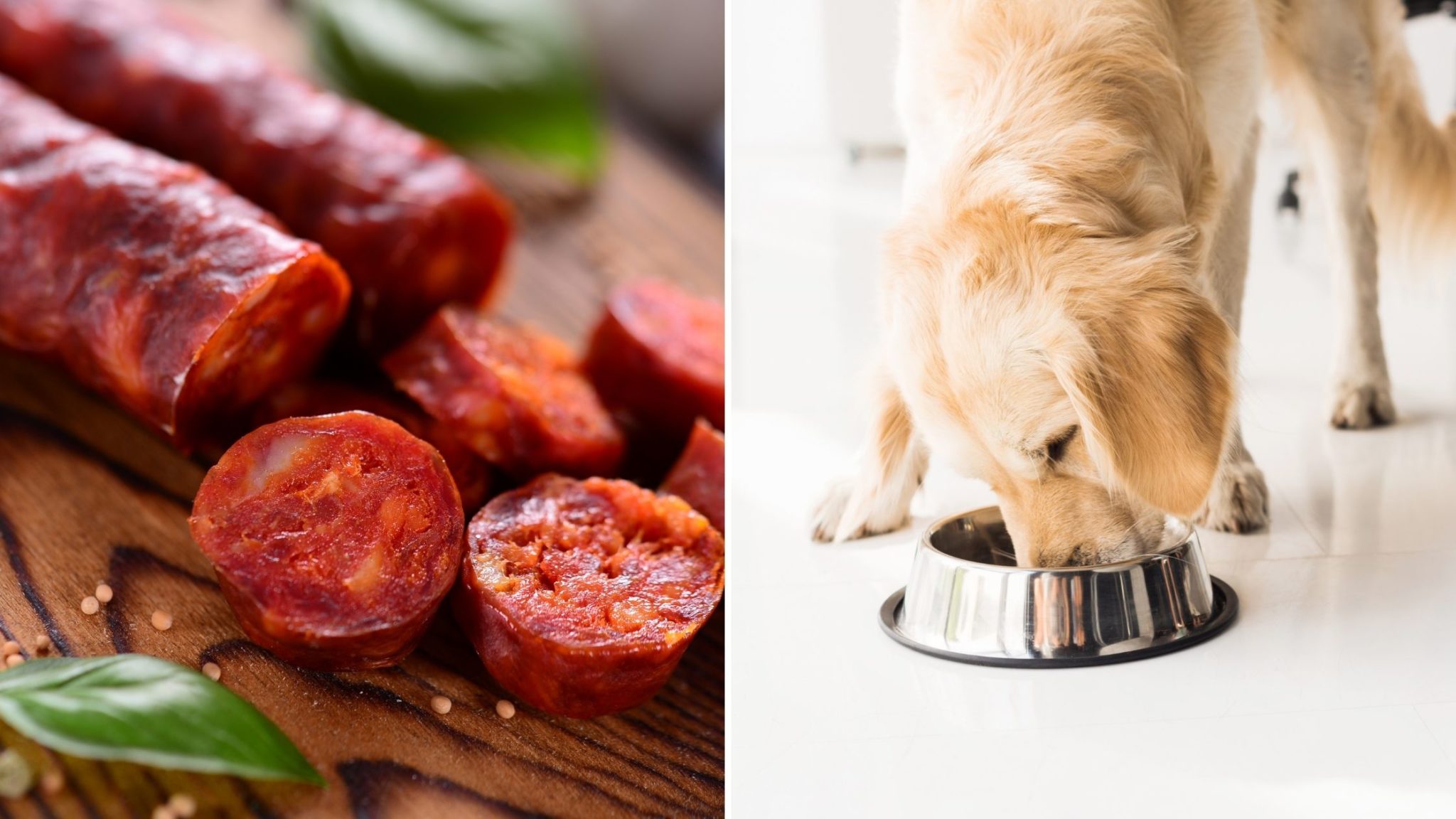 Can Dogs Eat Chorizo Health Benefits, Risks, and More