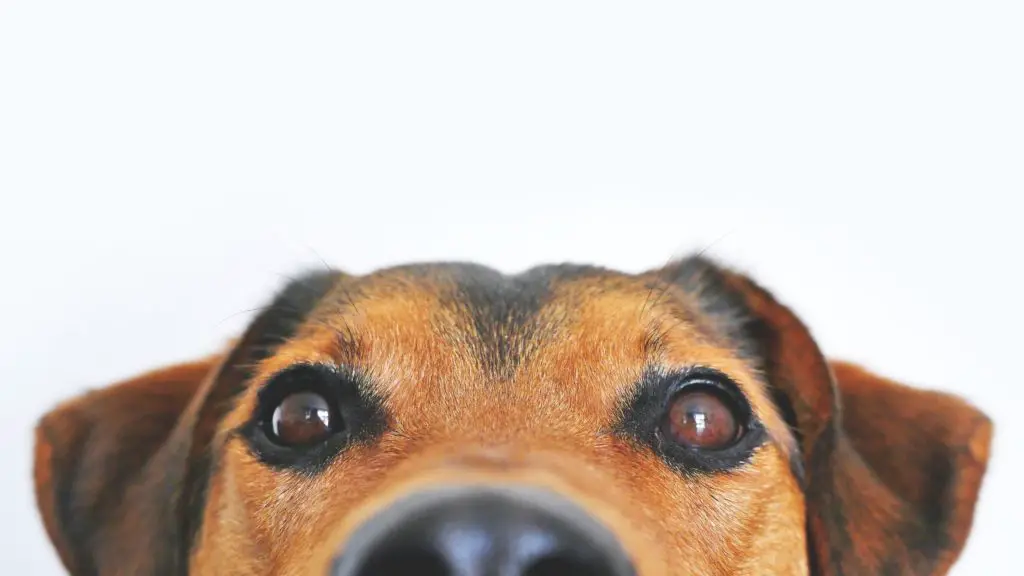 Side Effects of Uncrustables for Dogs 4 Can Dogs Eat Uncrustables Side Effects of Uncrustables for Dogs