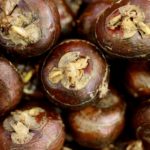 What Are Water Chestnuts 3 can dogs eat water chestnuts What Are Water Chestnuts