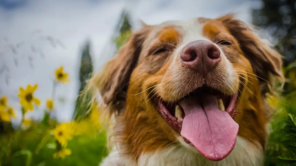 What Are the Health Benefits of Edamame 4 Can Dogs Eat Edamame What Are the Health Benefits of Edamame