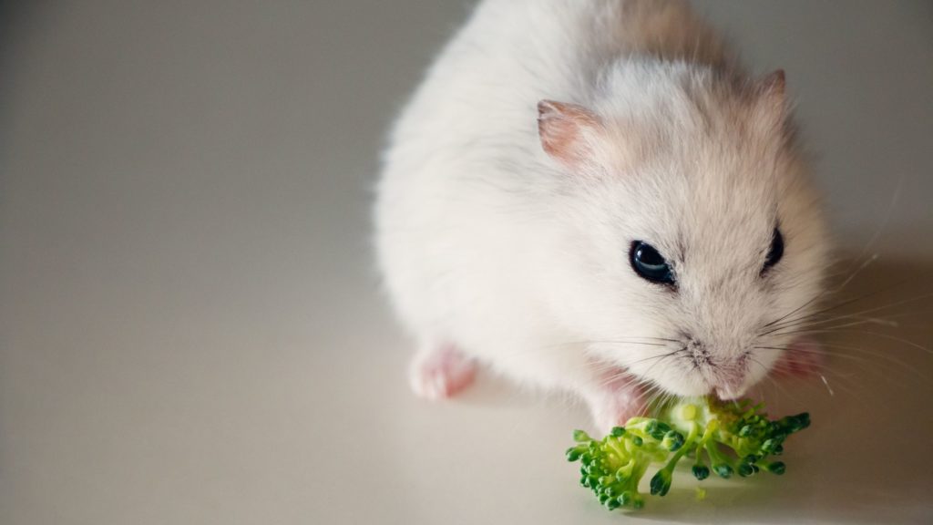 What Can I Feed My Hamster Instead of Red Cabbage 6 Can Hamsters Eat Purple Cabbage What Can I Feed My Hamster Instead of Red Cabbage